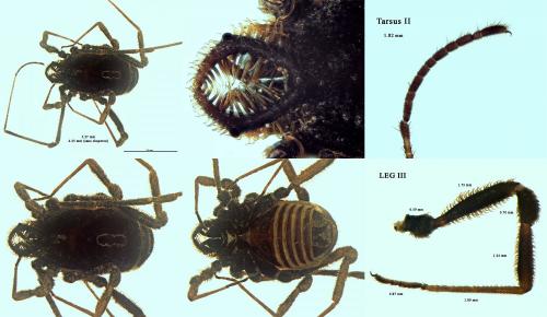 Dicranolasma soerensenii